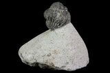 Lot: Gerastos Trilobite Fossils - Pieces #69140-3